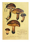 ライクアンティークポスター　mushroom